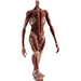 Attack on Titan Armin Arlert Colossus Titan Version Pop Up Parade L Statue - Neko Alley Anime